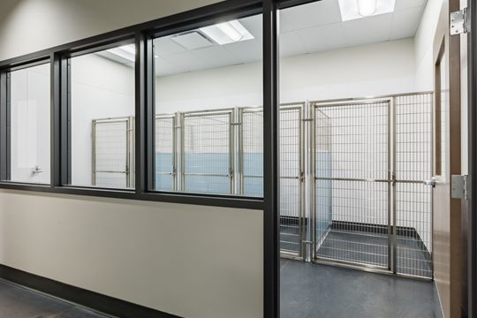 This image of the glass kennel room at Montclair Animal Clinic shows glass partitions, kennel runs, treatment room windows, and clean veterinary boarding area.